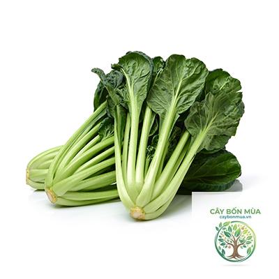 cây cải tatsoi - Image 1