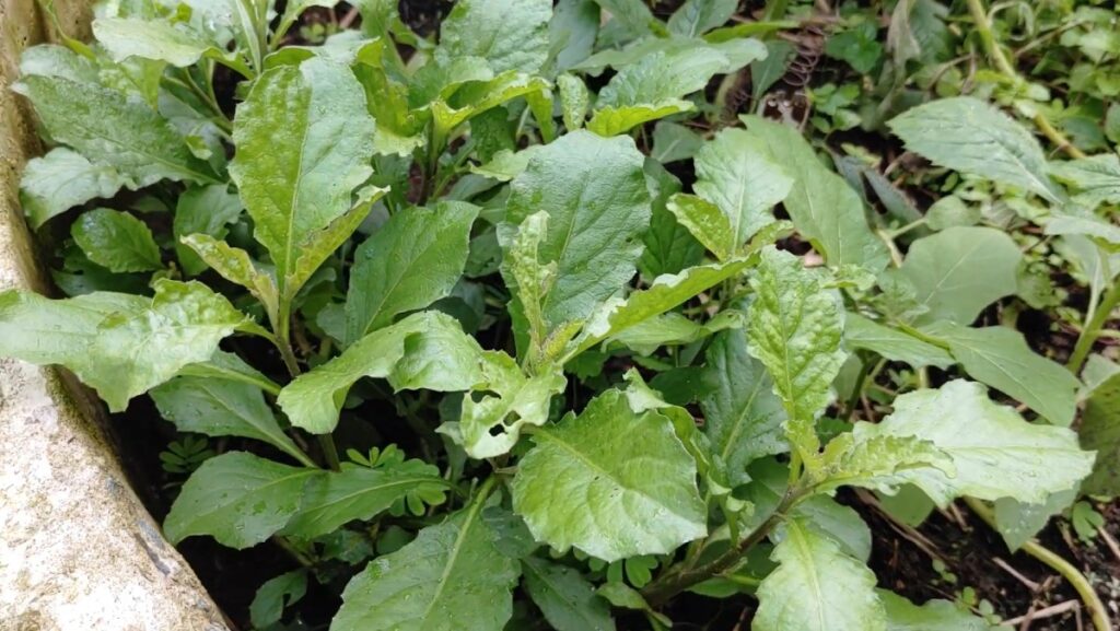 cây cải trời