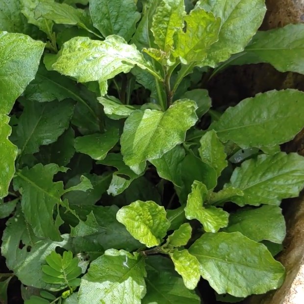cây cải trời - Image 5