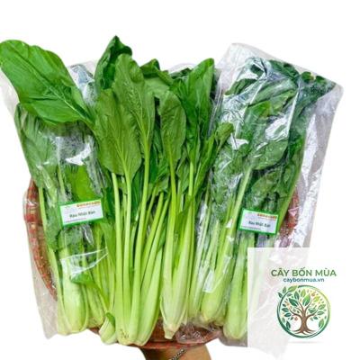 cây cải xanh Nhật - Image 3