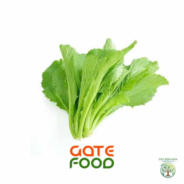 cây cải xanh Nhật