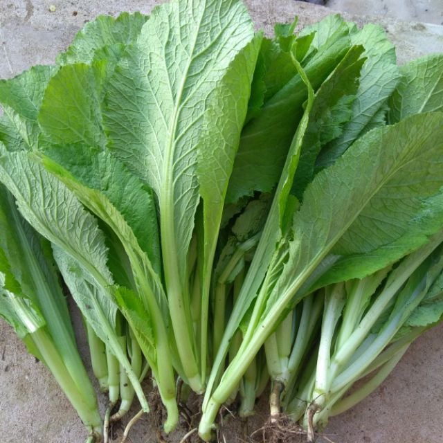 cây cải xanh