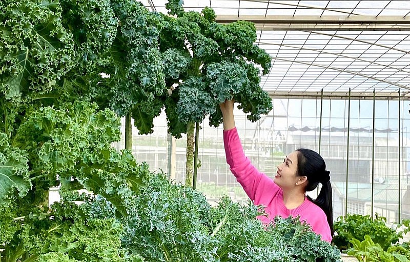 cây cải xoăn - Image 4