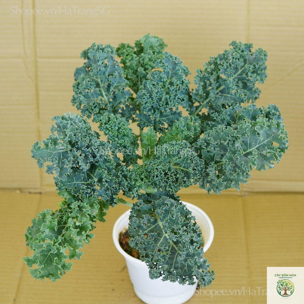 cây cải xoăn Dwarf Blue Curled - Image 4