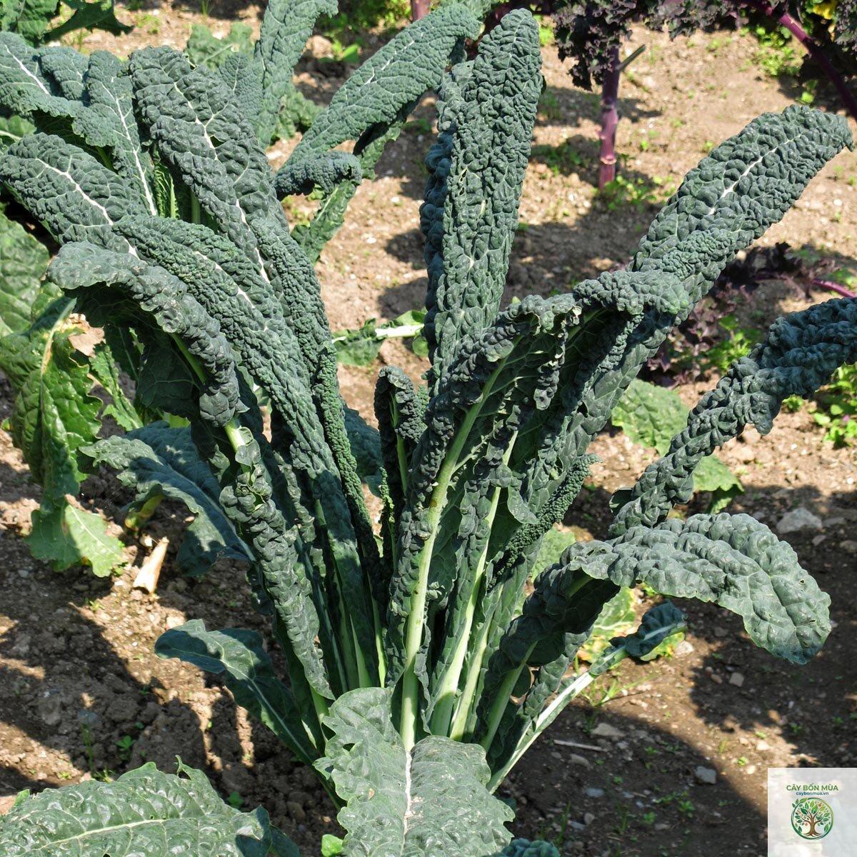 cây cải xoăn Nero di Toscana - Image 1