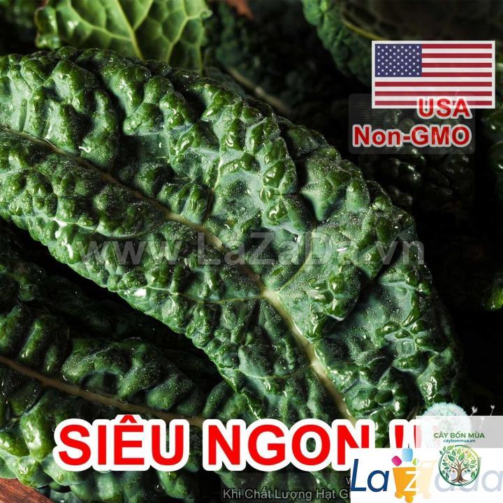 cây cải xoăn Premier - Image 2