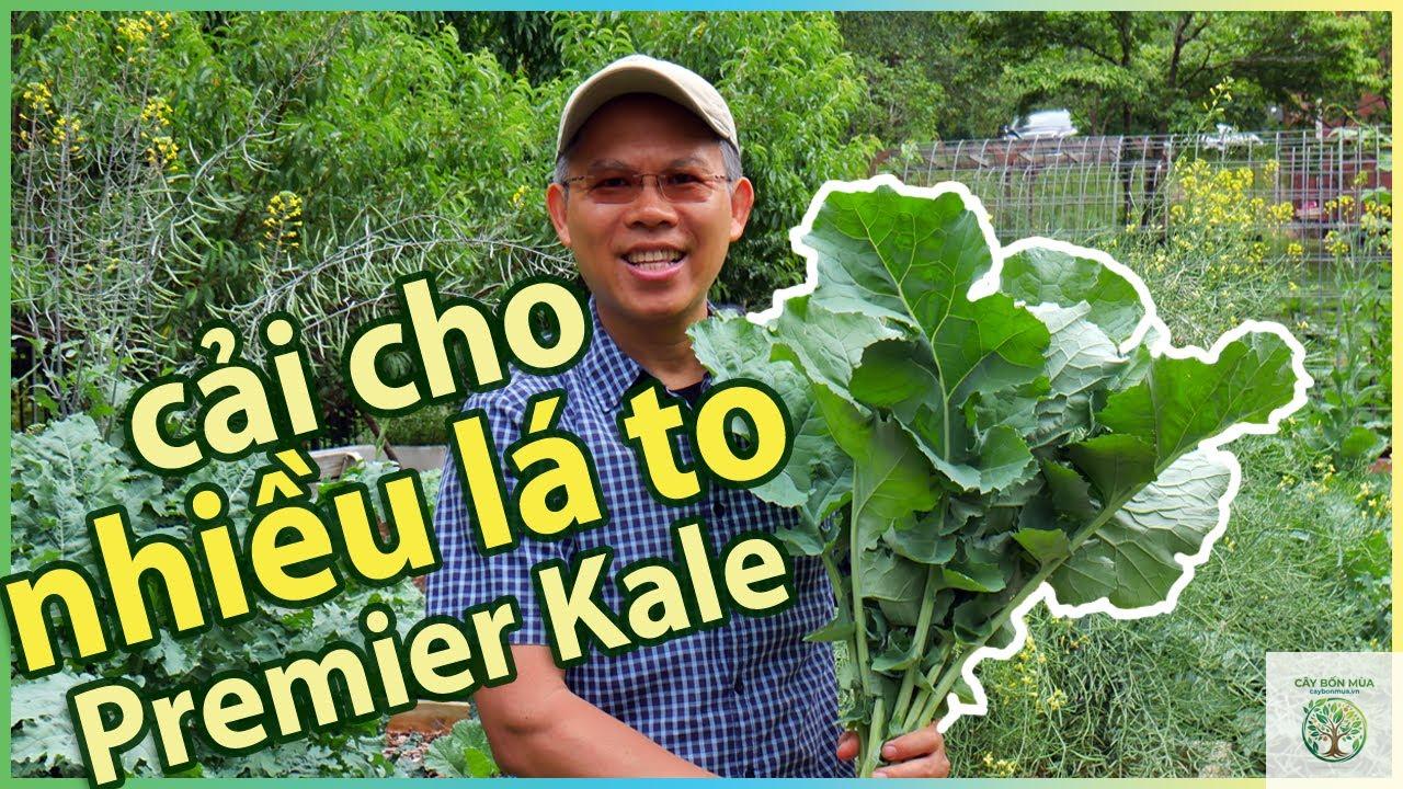 cây cải xoăn Premier - Image 5