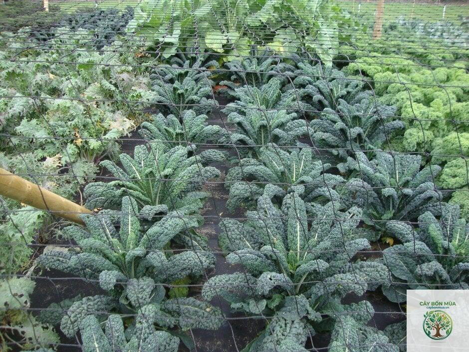 cây cải xoăn Toscano - Image 4