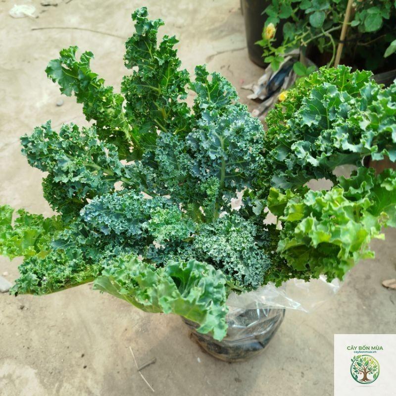 cây cải xoăn Vates - Image 4