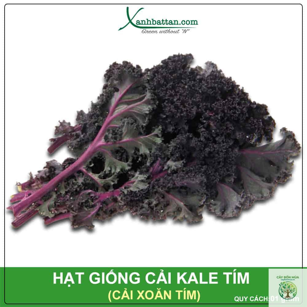 cây cải xoăn tím - Image 4