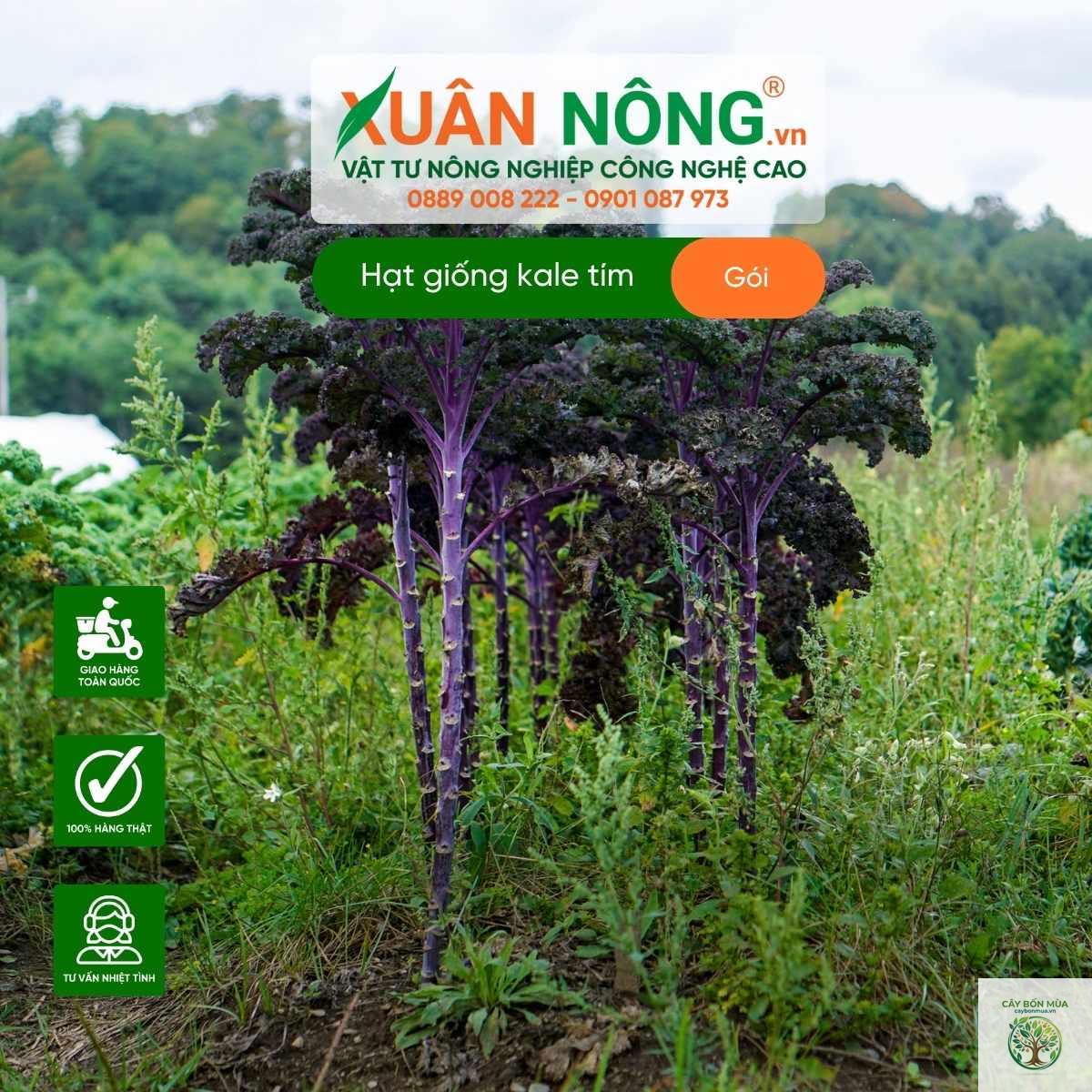 cây cải xoăn tím - Image 5
