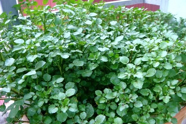 cây cải xoong - Image 2