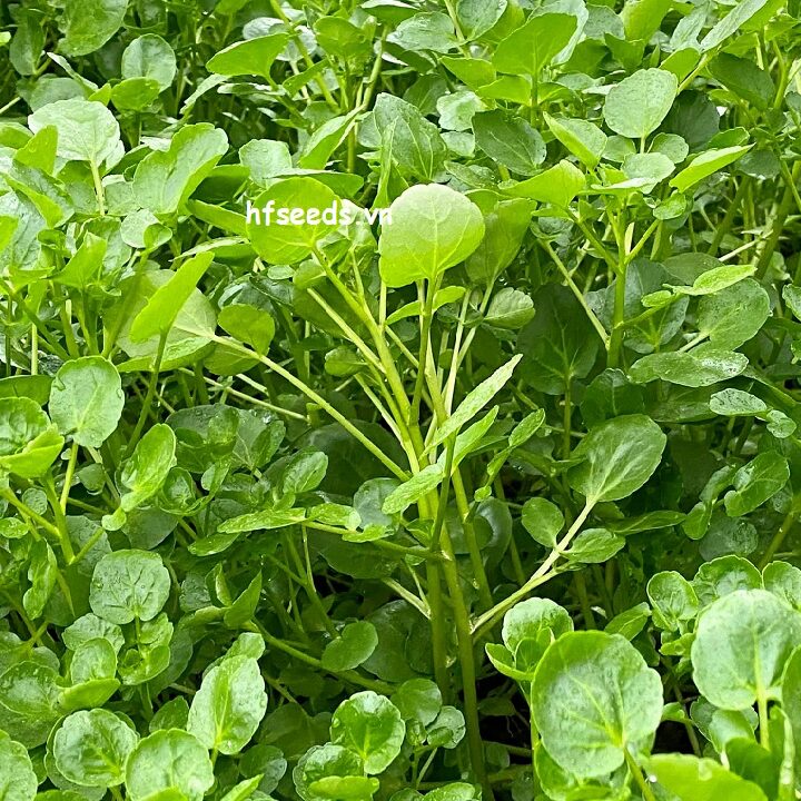 cây cải xoong - Image 3