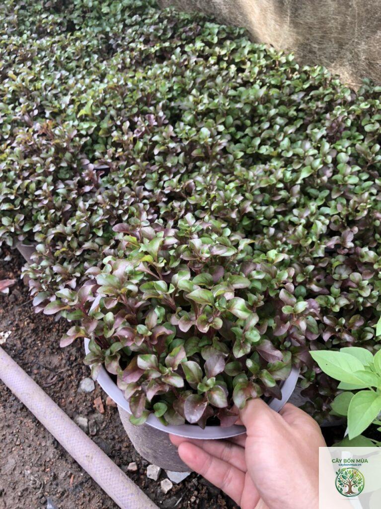 cây cải xoong Nhật