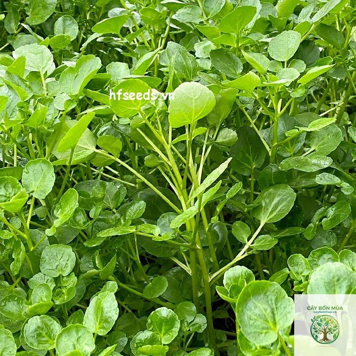 cây cải xoong Peru - Image 2