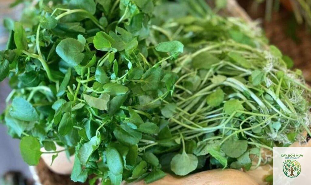 cây cải xoong dại