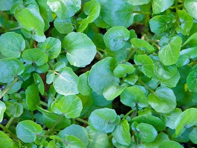 cây cải xoong dại - Image 4