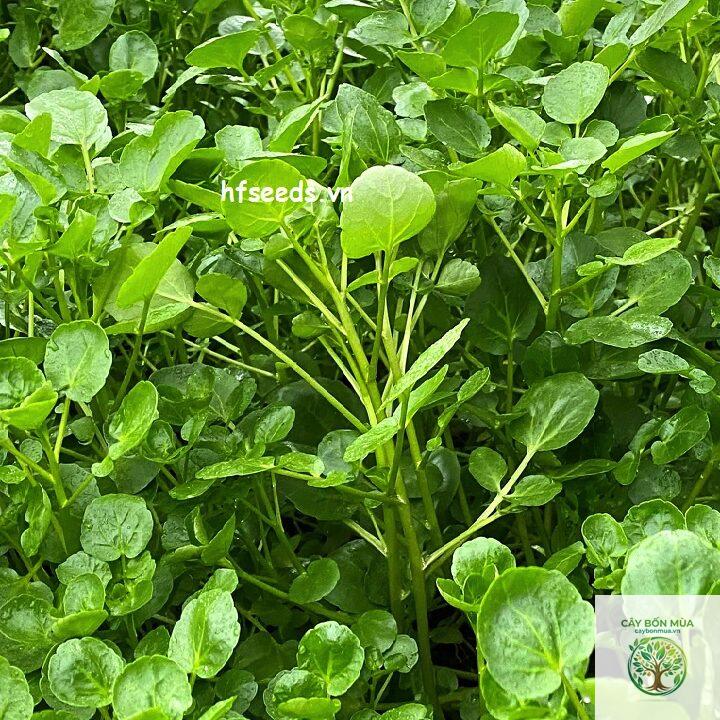 cây cải xoong nước - Image 2