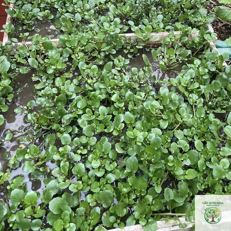 cây cải xoong nước