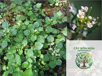 cây cải xoong rừng - Image 2