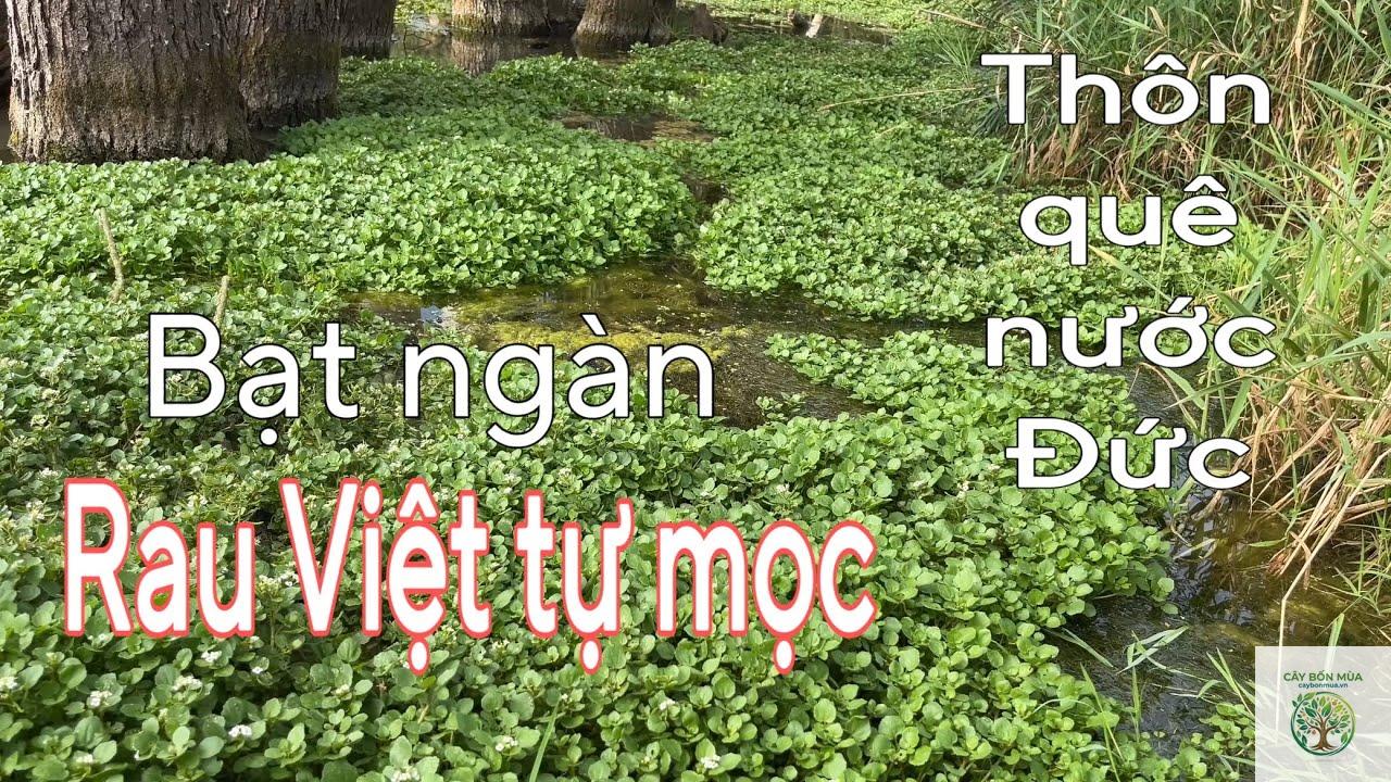 cây cải xoong rừng - Image 4