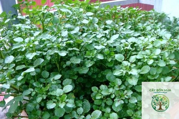 cây cải xoong rừng