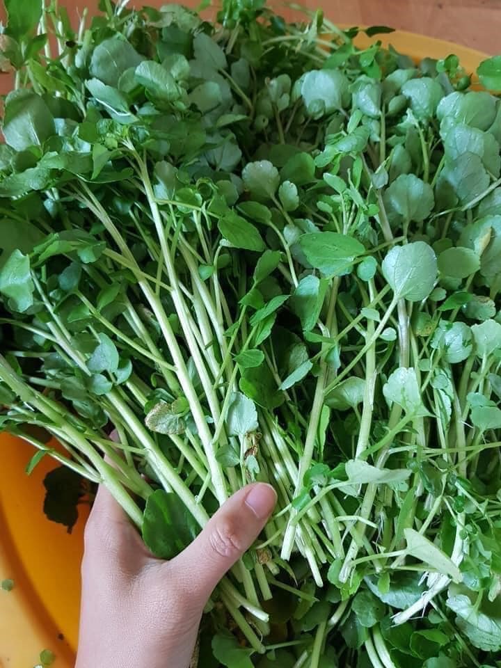 cây cải xoong