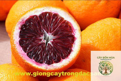 cây cam Blood Orange - Image 2