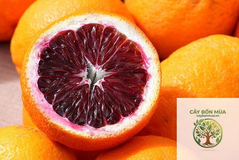 cây cam Blood Orange - Image 3