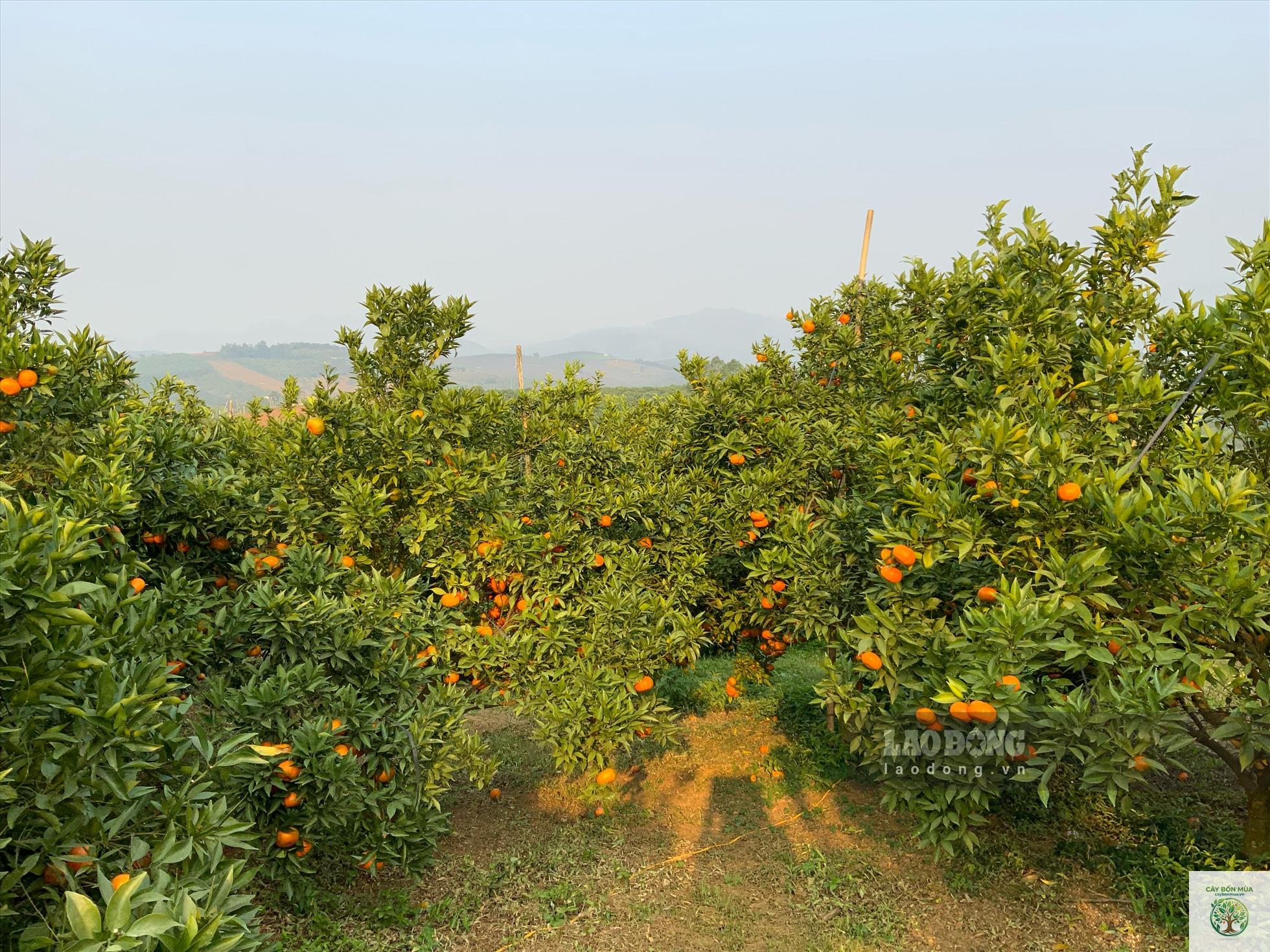 cây cam Cao Phong - Image 5