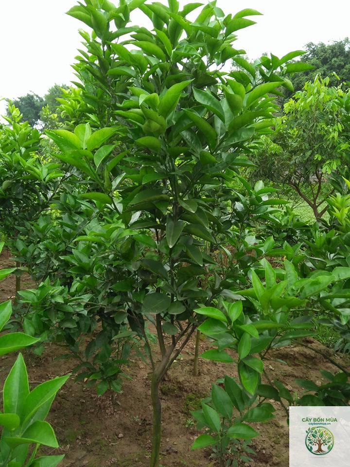 cây cam Vinh - Image 5