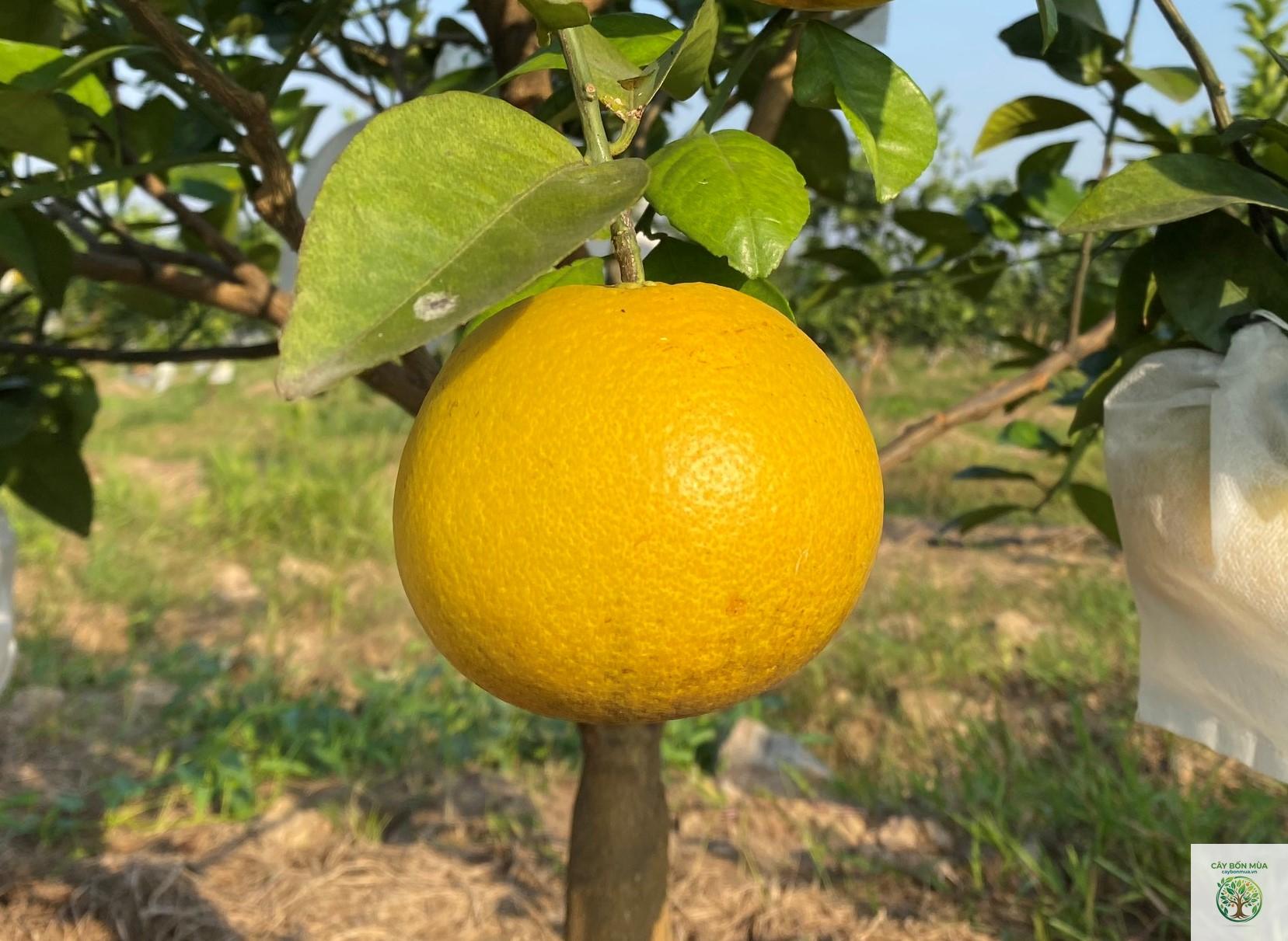 cây cam Xã Đoài - Image 5