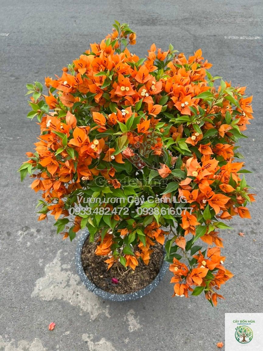 cây cam giấy - Image 3