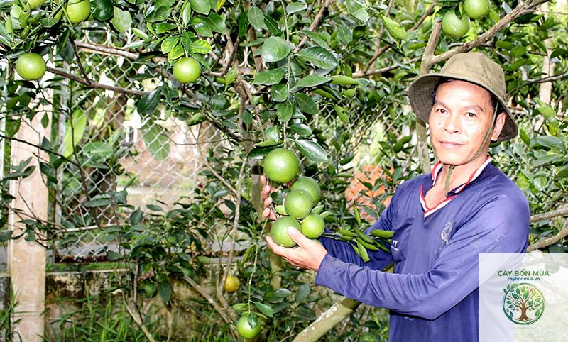 cây cam mật - Image 3
