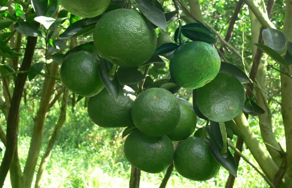cây cam mật - Image 1