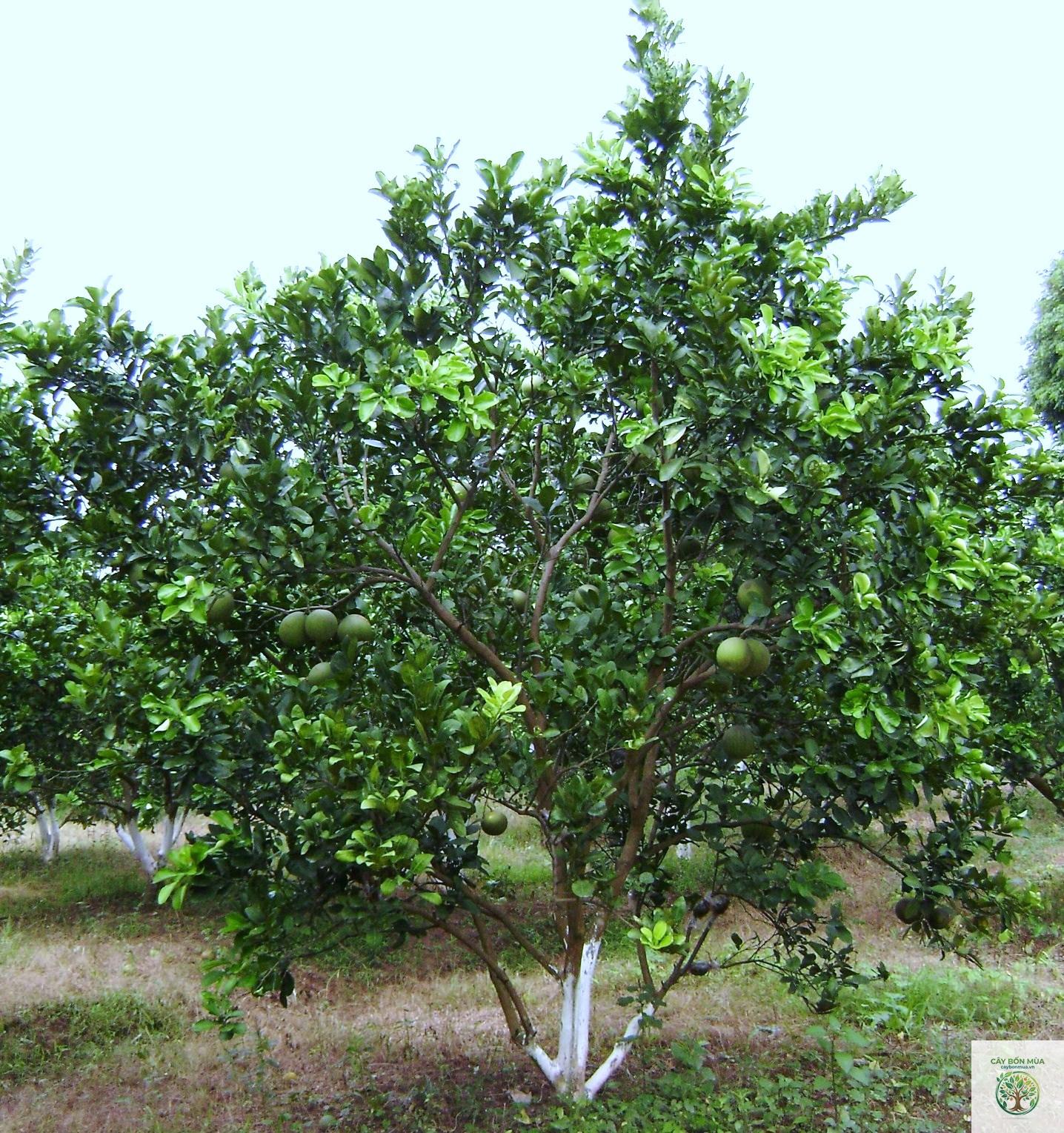 cây cam sành - Image 2