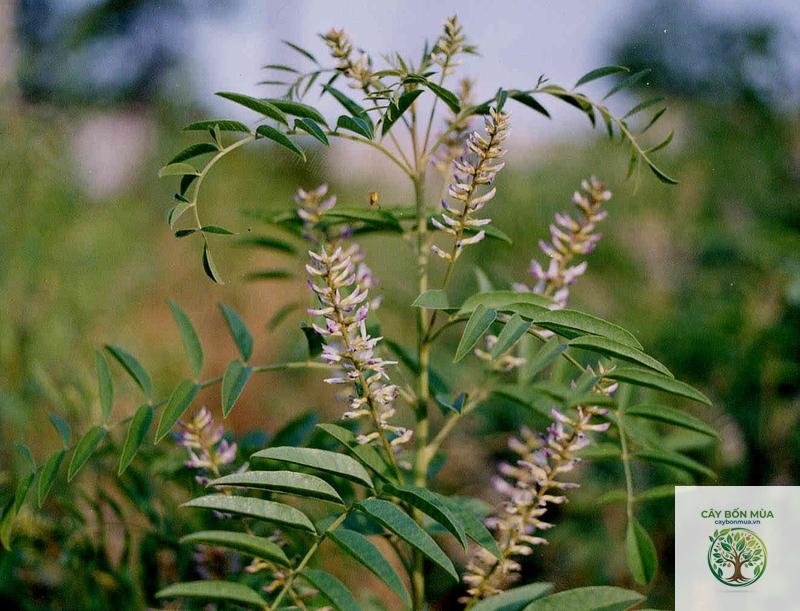 cây cam thảo bắc - Image 2