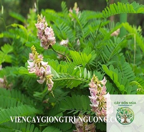 cây cam thảo bắc