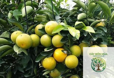 cây cam xoàn