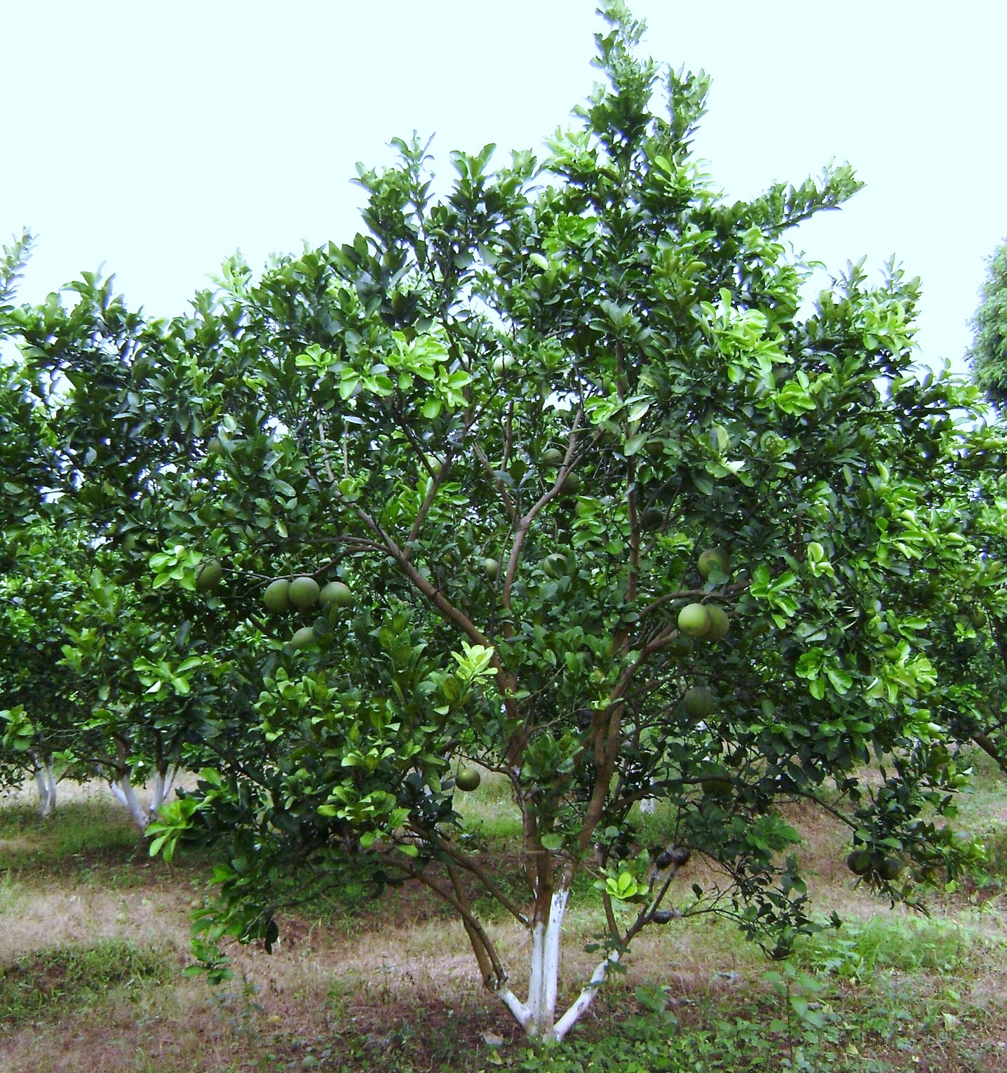 cây cam - Image 1