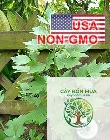 cây cần núi - Image 2