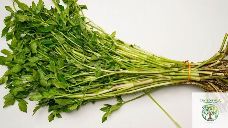 cây cần nước - Image 4