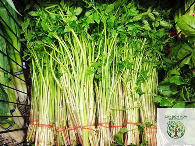 cây cần nước