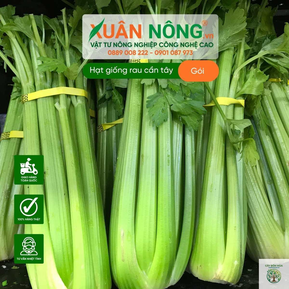 cây cần tây Trung Quốc - Image 3