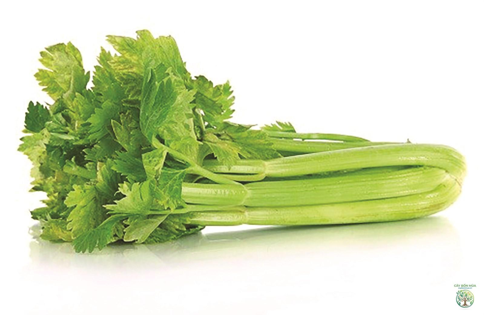cây cần tây cọng xanh - Image 2
