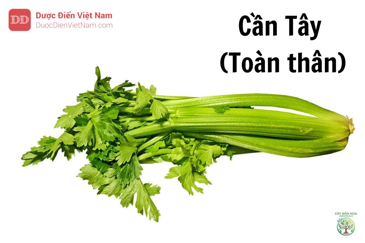cây cần tây lá lớn - Image 2