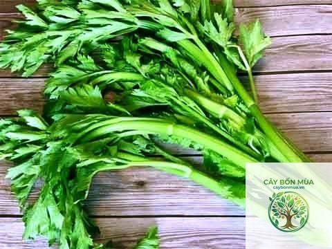 cây cần tây rừng