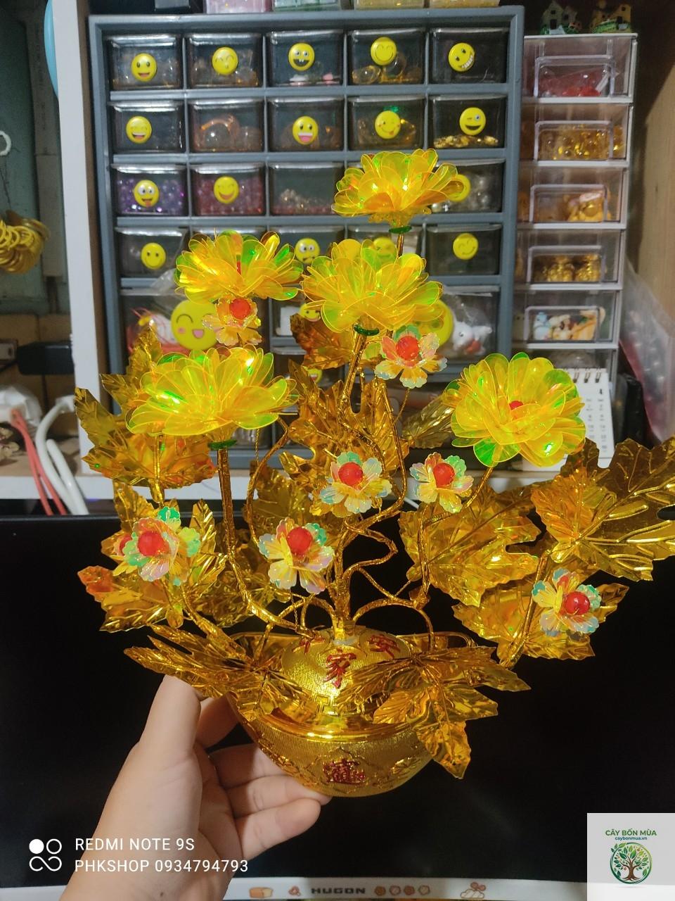 cây cành vàng - Image 3