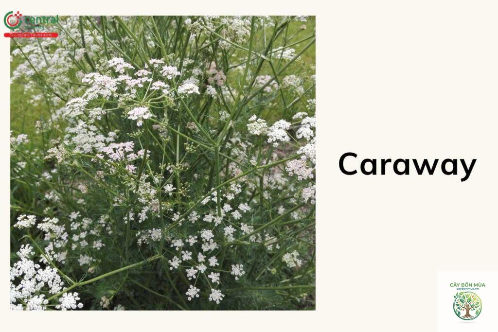 cây caraway