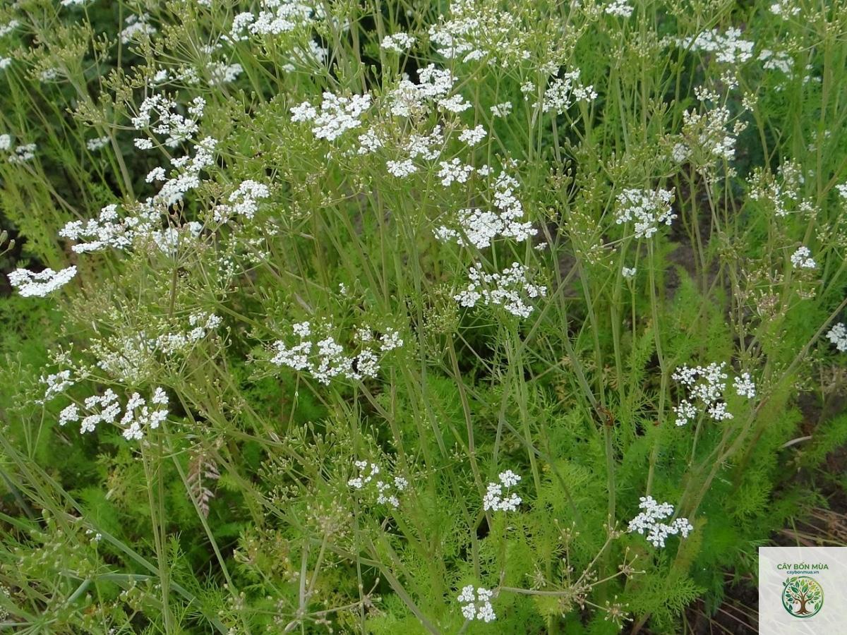 cây caraway - Image 4